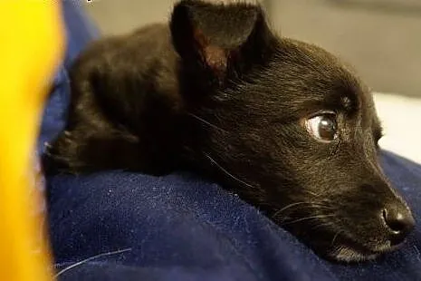 SZCZENIACZEK szuka domu! adoptuj Pacino!,  mazowie
