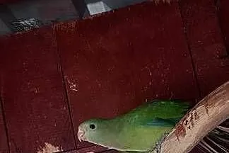 Barabanda