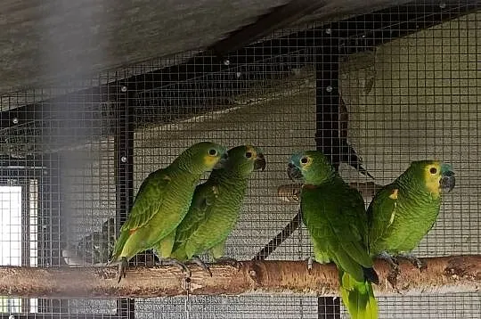 Sprzedam papugi Amazonki niebieskoczelne (Amazona aestiva)
