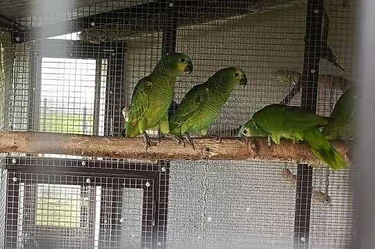 Sprzedam papugi Amazonki niebieskoczelne (Amazona aestiva), Małopolskie, Żabno