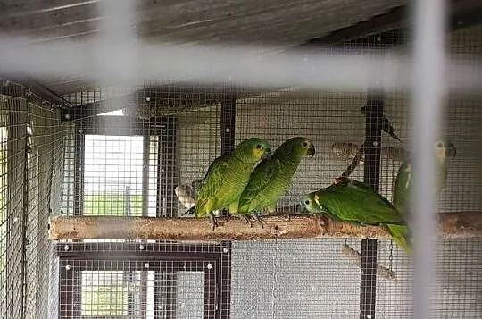 Sprzedam papugi Amazonki niebieskoczelne (Amazona aestiva), Małopolskie, Żabno