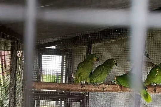 Sprzedam papugi Amazonki niebieskoczelne (Amazona aestiva), Małopolskie, Żabno
