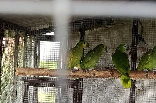 Sprzedam papugi Amazonki niebieskoczelne (Amazona aestiva), Małopolskie, Żabno