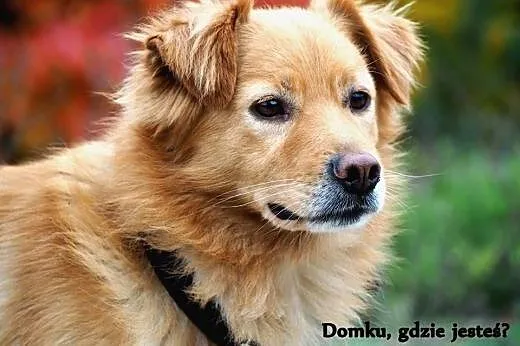 Słodki BISZKOPT czeka na amatora,  mazowieckie Now