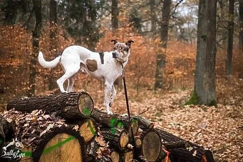KUMPEL - skarb na czterech łapach,  śląskie Katowi