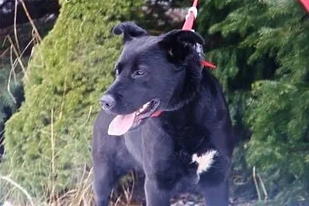 Vega, w typie labradora szuka domu.,  świętokrzyskie Kielce