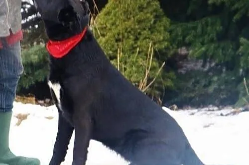 Vega, w typie labradora szuka domu.,  świętokrzysk