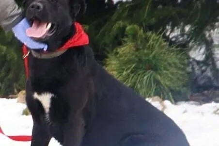 Vega, w typie labradora szuka domu.,  świętokrzysk
