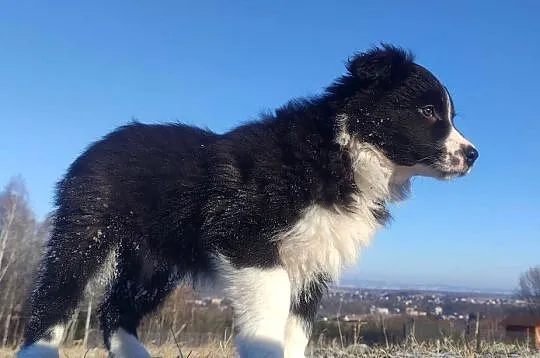 Piękna Suczka BORDER COLLIE z papierami po dobrych rodzicach