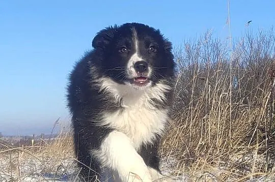 Piękna Suczka BORDER COLLIE z papierami po dobrych rodzicach, Podkarpackie, Iwonicz