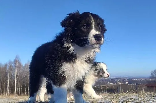 Piękna Suczka BORDER COLLIE z papierami po dobrych rodzicach, Podkarpackie, Iwonicz