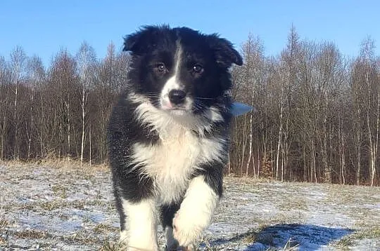 Piękna Suczka BORDER COLLIE z papierami po dobrych rodzicach, Podkarpackie, Iwonicz