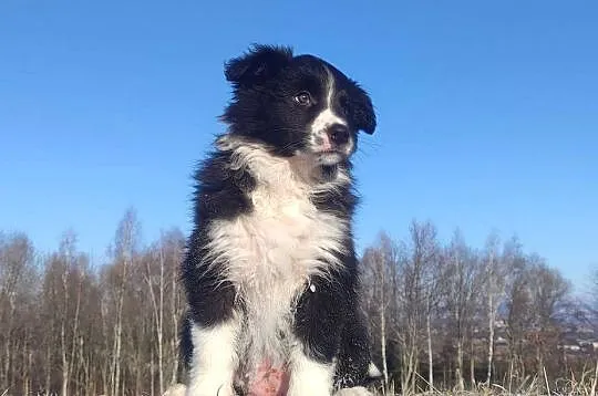 Piękna Suczka BORDER COLLIE z papierami po dobrych rodzicach, Podkarpackie, Iwonicz