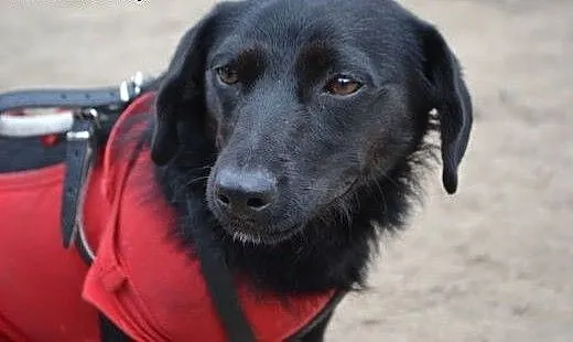 Zara - młodziutka sunia w typie Jamnika do adopcji