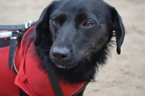 Zara - młodziutka sunia w typie Jamnika do adopcji