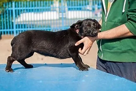 Zara - młodziutka sunia w typie Jamnika do adopcji
