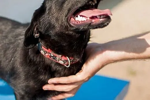 Zara - młodziutka sunia w typie Jamnika do adopcji