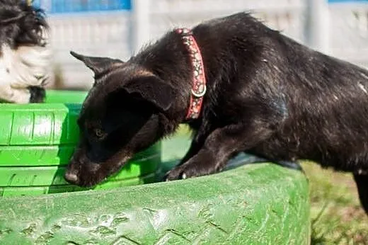 Zara - młodziutka sunia w typie Jamnika do adopcji