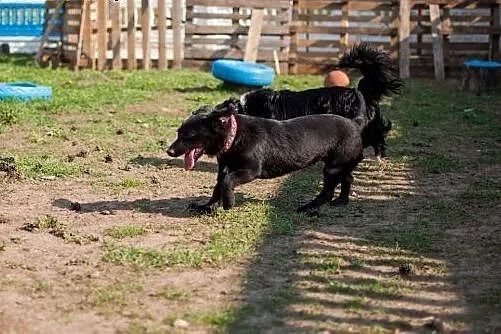 Zara - młodziutka sunia w typie Jamnika do adopcji