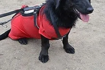 Zara - młodziutka sunia w typie Jamnika do adopcji