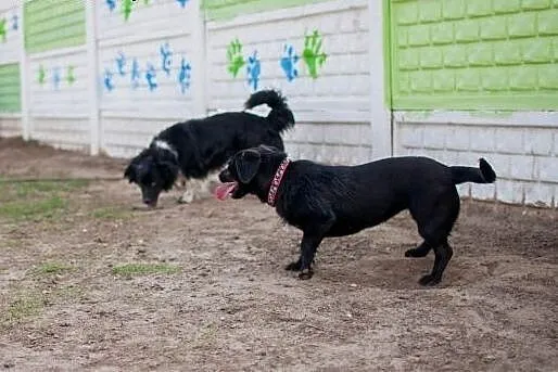 Zara - młodziutka sunia w typie Jamnika do adopcji