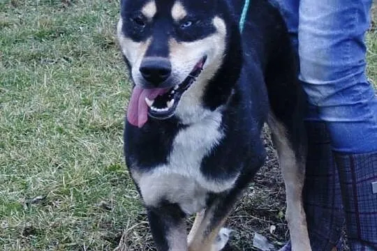 Husky szuka domu.