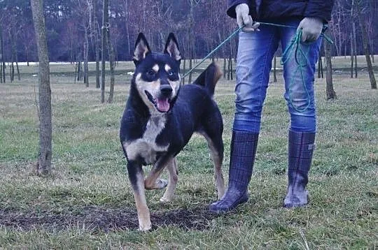 Husky szuka domu.