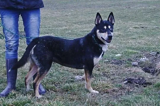 Husky szuka domu.