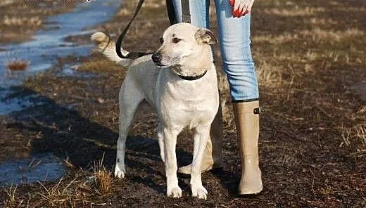 PIASEK- MŁODZIENIEC SZUKA DOMU, łódzkie Skierniew