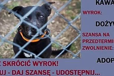 KAWA pilnie szuka rąk do głaskania!,  mazowieckie 
