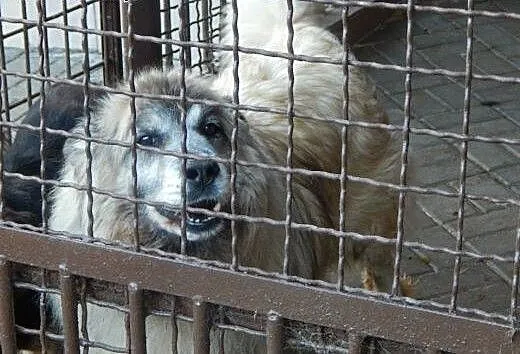 Piękny kudłacz szuka domu !, dolnośląskie Wrocław