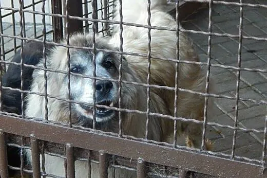 Piękny kudłacz szuka domu !, dolnośląskie Wrocław