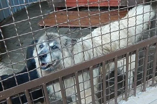 Piękny kudłacz szuka domu !,  dolnośląskie Wrocław