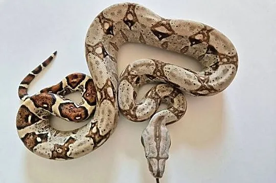 15# boa cesarski cb25 samica, Małopolskie, Chrzanów