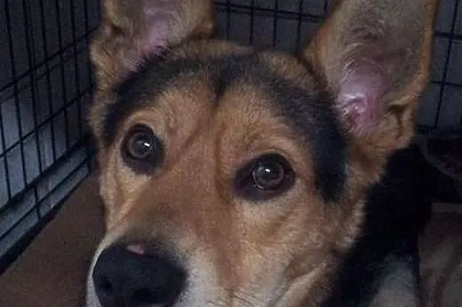 Szarik-roczny psiak do adopcji, śląskie Sosnowiec