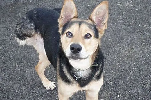 Szarik-roczny psiak do adopcji,  śląskie Sosnowiec