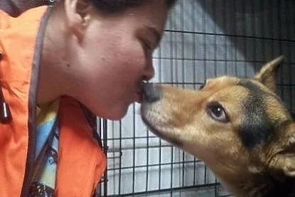 Szarik-roczny psiak do adopcji,  śląskie Sosnowiec