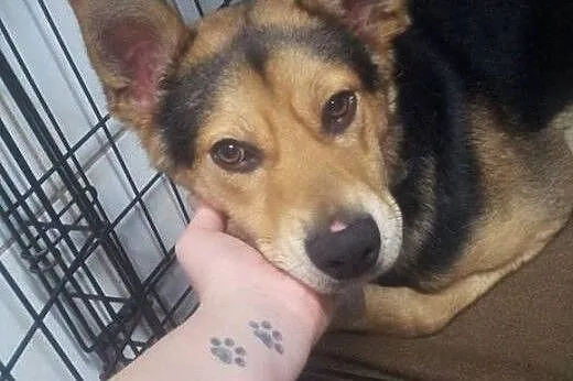 Szarik-roczny psiak do adopcji,  śląskie Sosnowiec