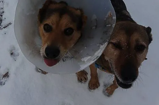 Szarik-roczny psiak do adopcji,  śląskie Sosnowiec