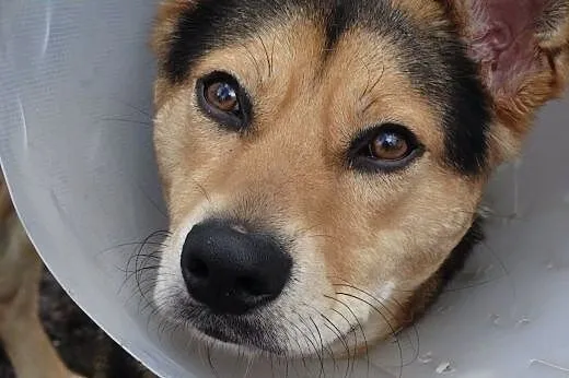 Szarik-roczny psiak do adopcji,  śląskie Sosnowiec