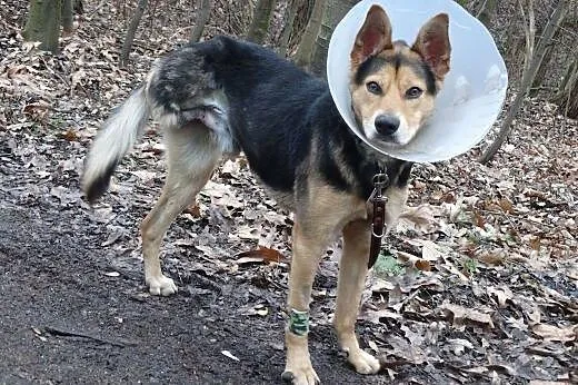 Szarik-roczny psiak do adopcji,  śląskie Sosnowiec