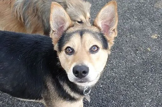 Szarik-roczny psiak do adopcji,  śląskie Sosnowiec