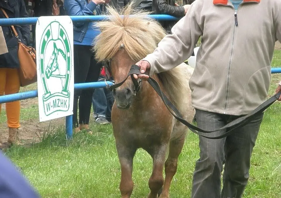 Stanówka Szetlandem