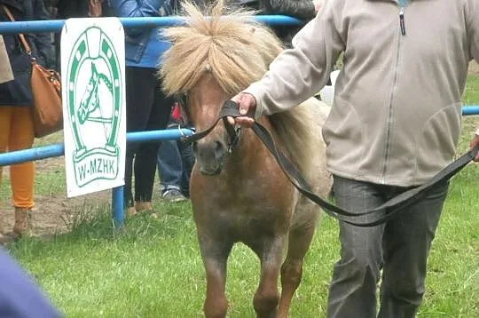 Stanówka Szetlandem