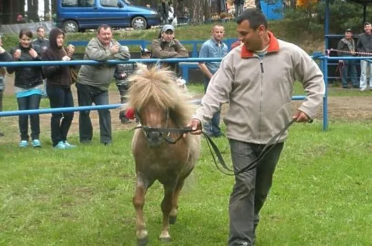 Stanówka Szetlandem