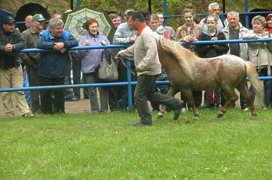 Stanówka Szetlandem