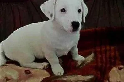 Biały! Piękny! Jack Russell Terrier