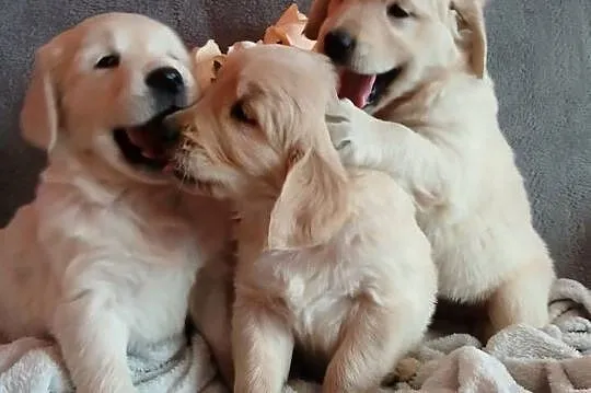 Golden Retriever z rodowodem, Kujawsko-pomorskie, Toruń