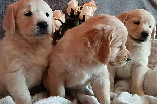 Golden Retriever z rodowodem, Kujawsko-pomorskie, Toruń
