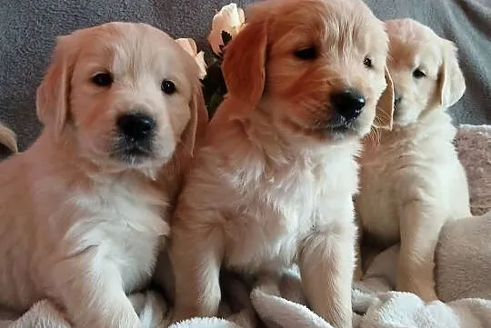 Golden Retriever z rodowodem, Kujawsko-pomorskie, Toruń